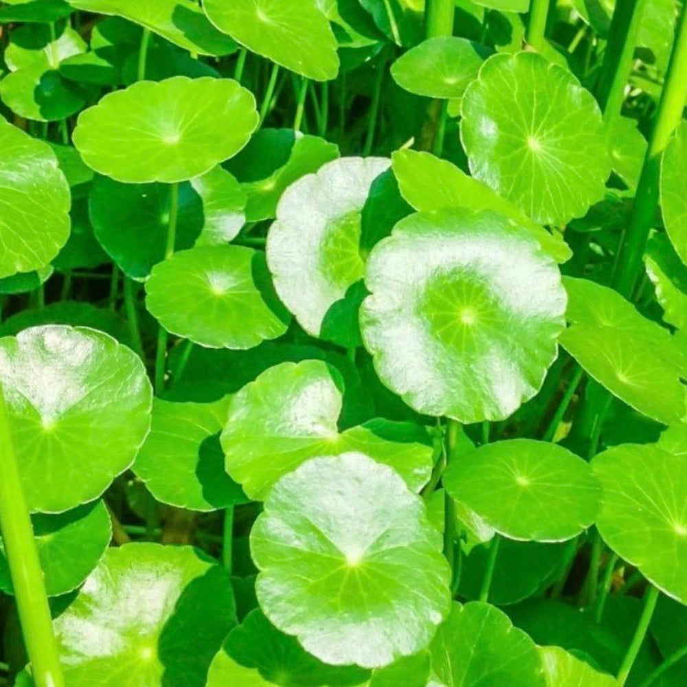 Centella asiática planta